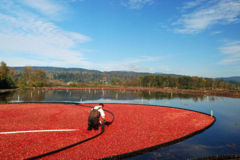 A farmer gathering cranberries during a wet harvest.