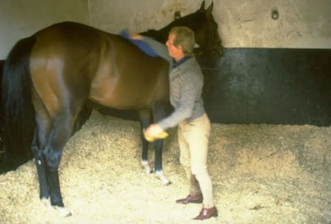 Shergar being groomed at his stables in Newmarket, England in 1980.