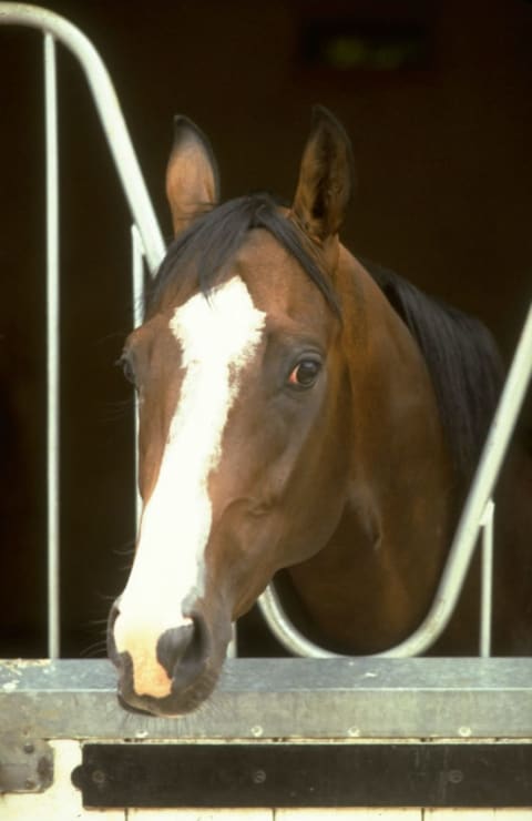 Shergar at his stables in Newmarket, England in 1980.