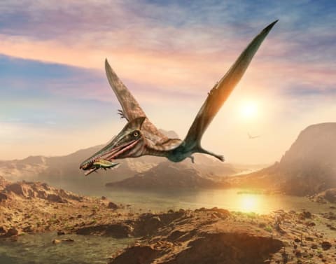 An illustration of a pterosaur.