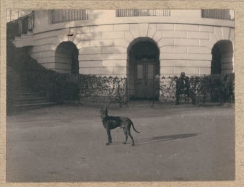 Jack the dog. 1902.