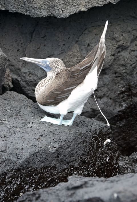 Blue-footed booby creating guano in the Galápagos Islands.