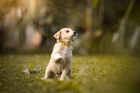 Pups can favor a certain paw, too.