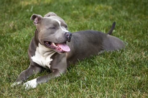 A pit bull sitting pretty.