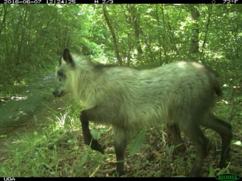 A Japanese serow, or "goat-antelope," is caught on camera in the Fukushima Evacuation Zone.