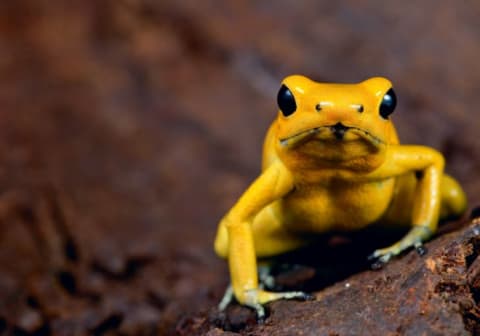 A close-up of a golden poison frog.