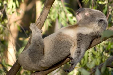 A koala sleeping on its back on a branch of a tree