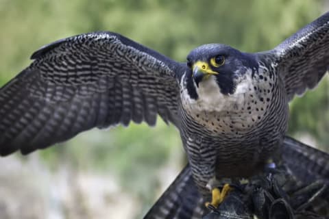 A close-up of a peregrine falcon.