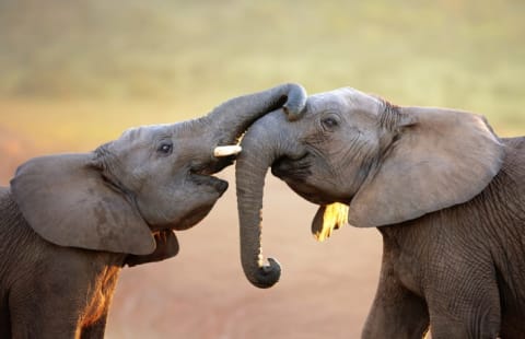 Two baby elephants greet each other with their trunks.