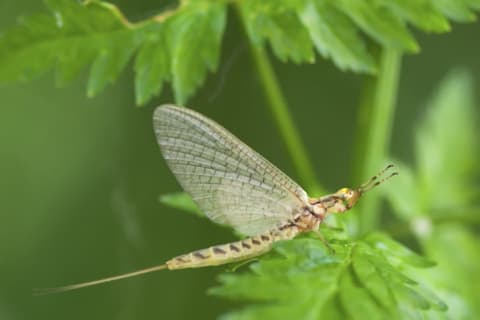 A mayfly on a leaf