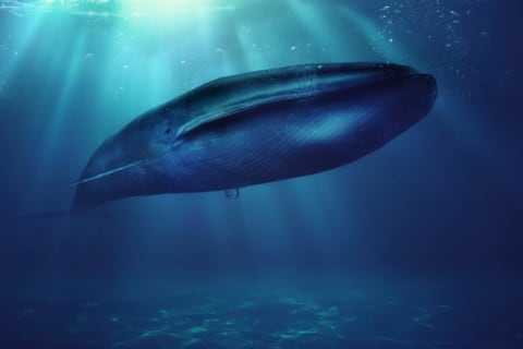 A blue whale under the sea