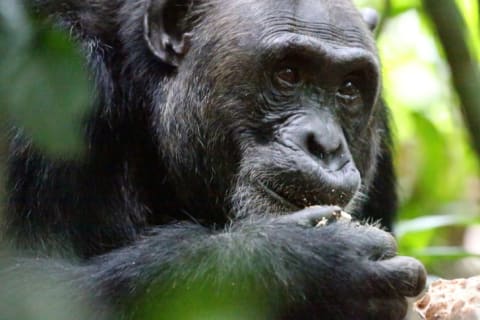 Close-up of a chimpanzee's face.