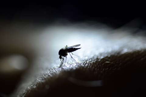 A mosquito on a person in the shadows.