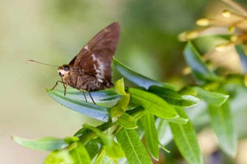 A moth rests on a leaf.