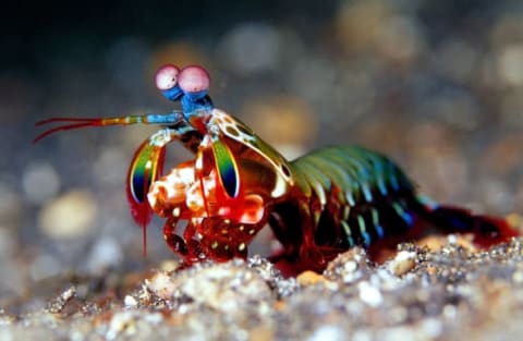 A mantis shrimp on the ocean floor.