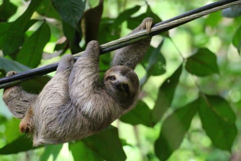 A sloth hanging onto a branch