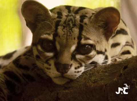 Diavolino, the Jaguar Rescue Center's "feisty little margay."