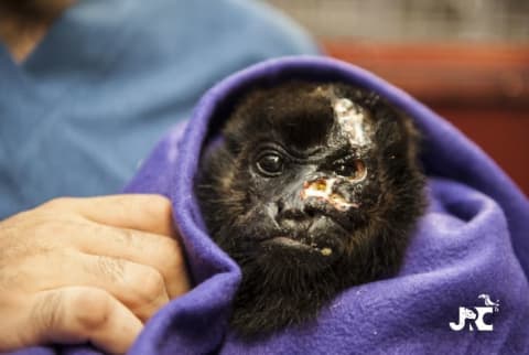 Skye, a young howler monkey who recovered from electrocution.