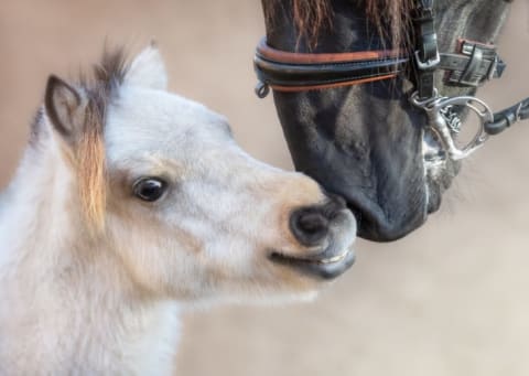 Despite the size difference, both equines in this image are commonly referred to as horses.