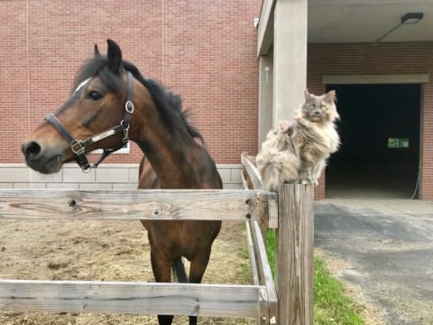 This 16-hand Morgan gelding is well above the minimum horse height.