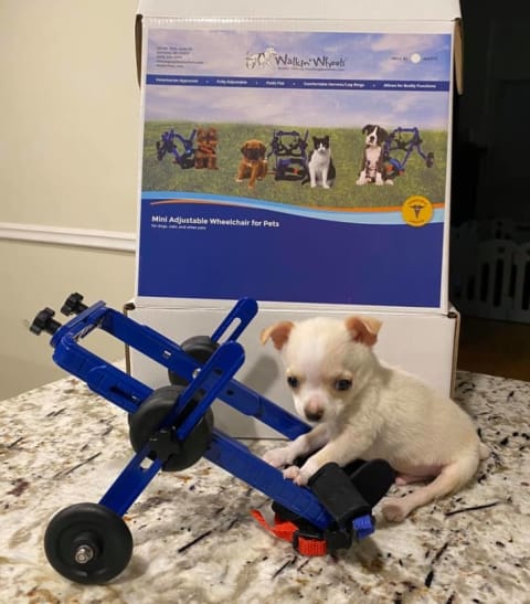 Lundy patiently waits to try out his new wheelchair.