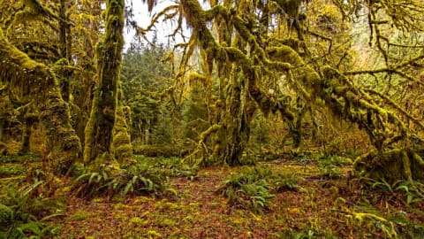 Olympic National Park