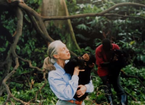 Jane Goodall, English primatologist, ethologist, and anthropologist, with a chimpanzee in her arms in 1995.