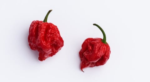 It's suggested you wear glove when even just touching a Carolina Reaper.