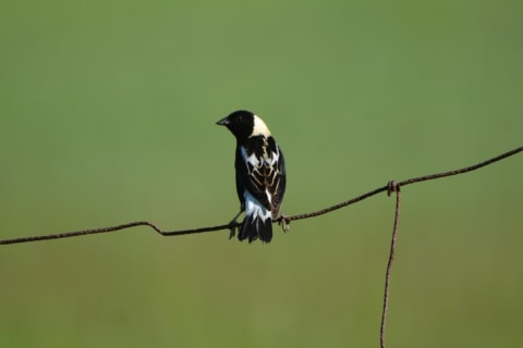 A bobilink bird sits atop a phone wire.