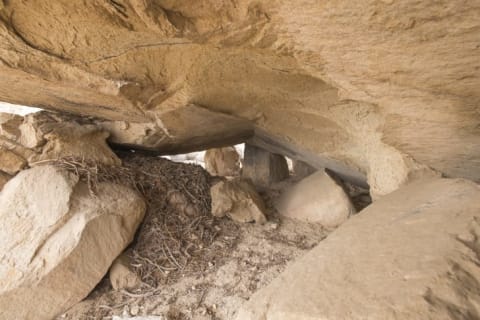 DNA tests of rodent middens, like this one in Joshua Tree National Park, offer clues about ancient ecosystems.