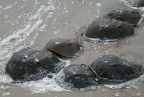 Atlantic horseshoe crabs (Limulus polyphemus) get busy on a sandy Delaware beach.