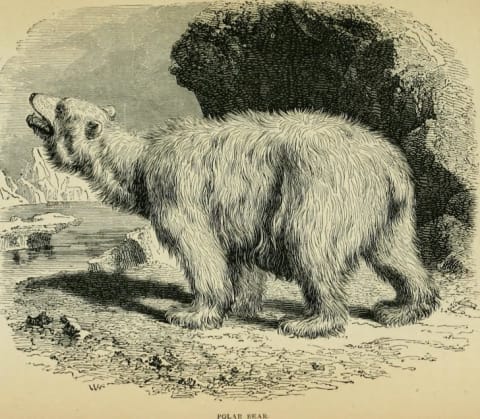 Cook found polar bears, not polar passages.