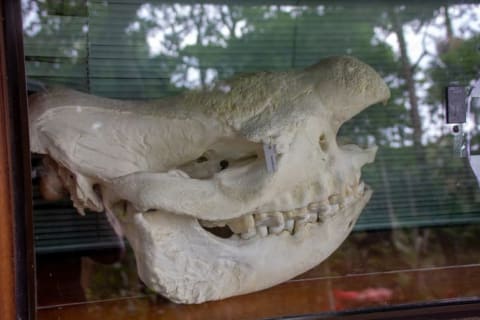 Cacareco's skull at the São Paulo Zoo.