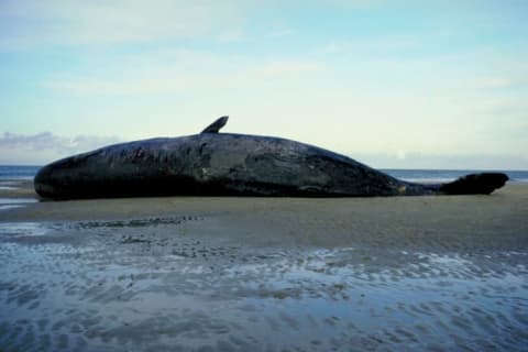 A beached sperm whale.