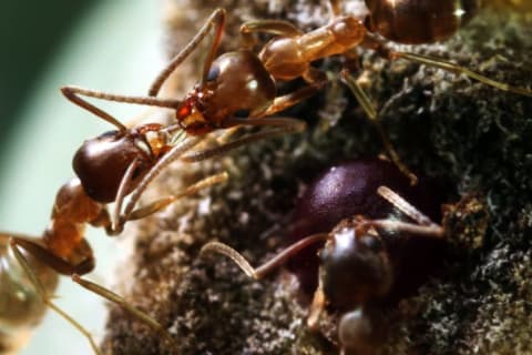 Two Argentine ants share a tiny blob of honeydew.