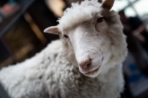 Dolly the sheep at the National Museum of Scotland.