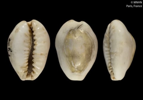 For centuries, cowries were a popular form of currency.