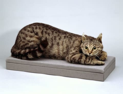 This taxidermy cat is believed to be Crimean Tom.