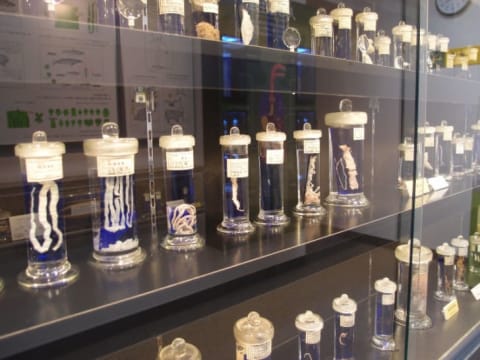 A glimpse inside the Meguro Parasitological Museum in Tokyo, Japan.