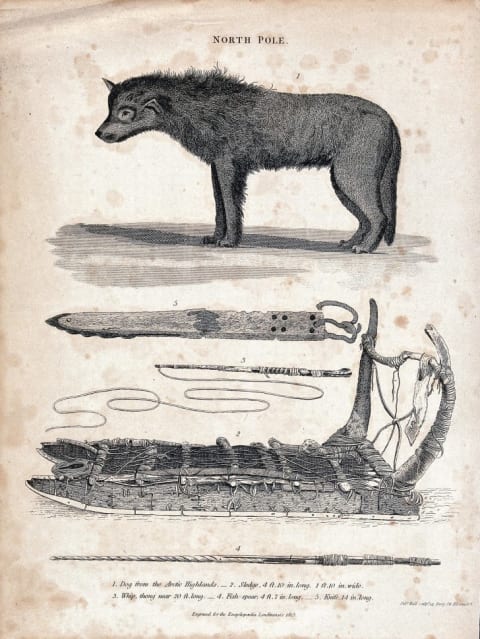 An 1819 engraving shows a sled dog (top), a traditional Greenland sledge (bottom), and implements for dogsledding and hunting.