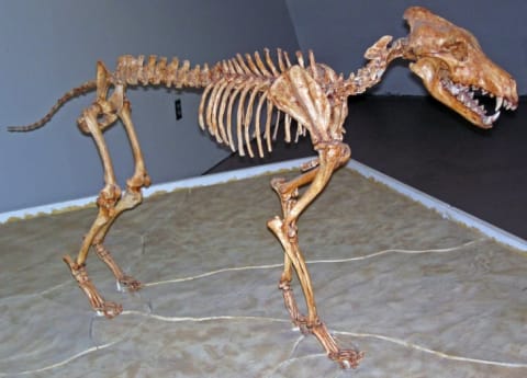 A dire wolf skeleton on display at the Sternberg Museum of Natural History in Kansas.