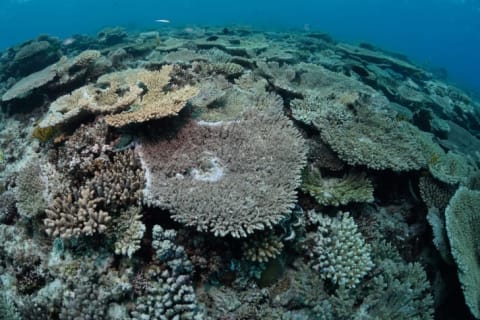 Some of Heron Island's corals.