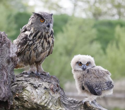 Some owls have evolved to change colors to deal with climate change.