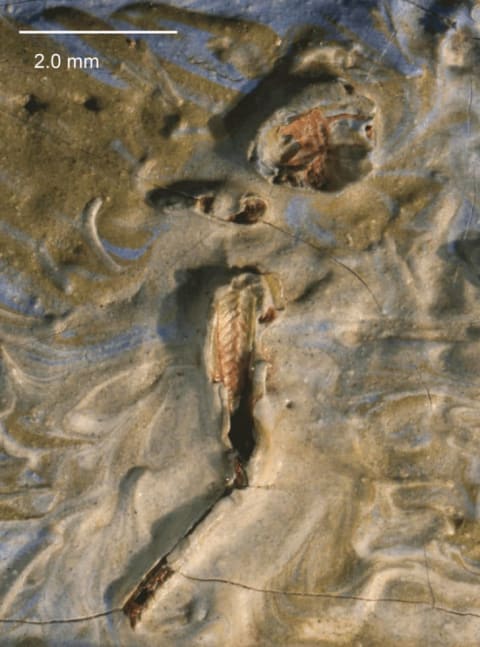 The head and hind legs of a grasshopper can be seen in Olive Trees.