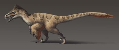 An illustration of what the Utahraptor may have looked like.