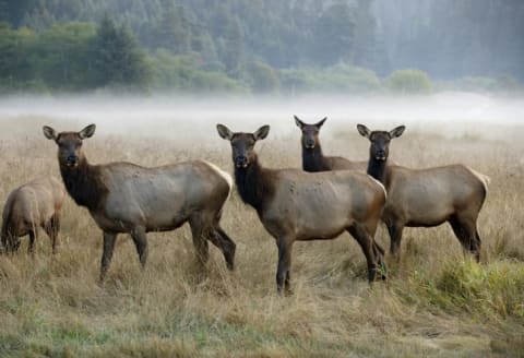 Please do not beam up the elk.