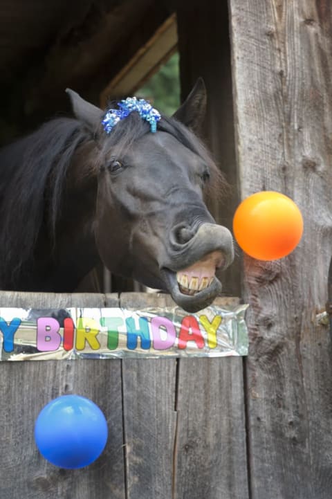 Wish all Northern Hemisphere Thoroughbreds a very happy birthday on January 1.