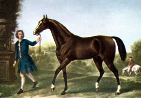 The Darley Arabian had an enormous impact on the Thoroughbred breed.