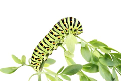 Caterpillars prefer a sensible diet of leaves.