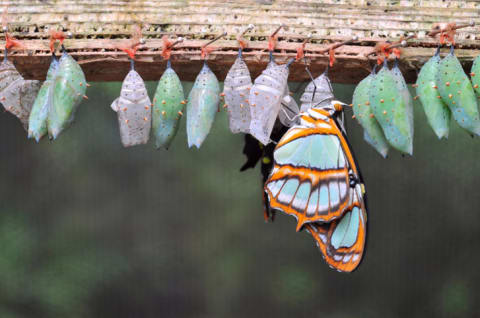 A row of soon-to-be butterflies waiting for their big moment.